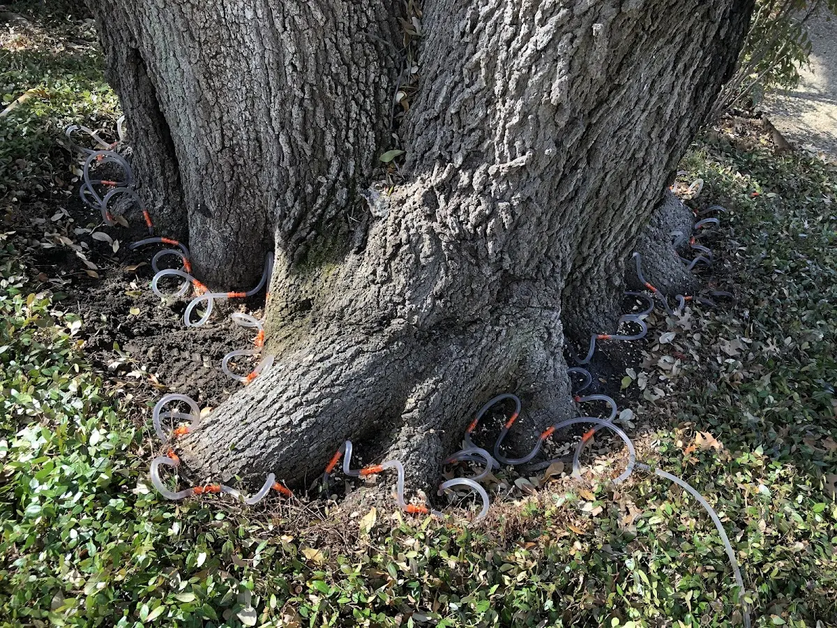 Detailed Tree Cabling and Bracing job site in Brigham City