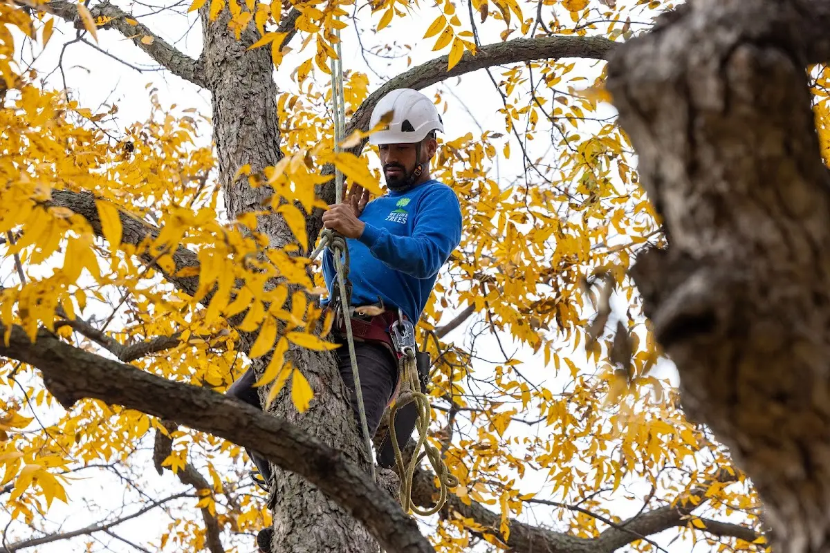 Skilled Tree Transplanting crew working in Brigham City